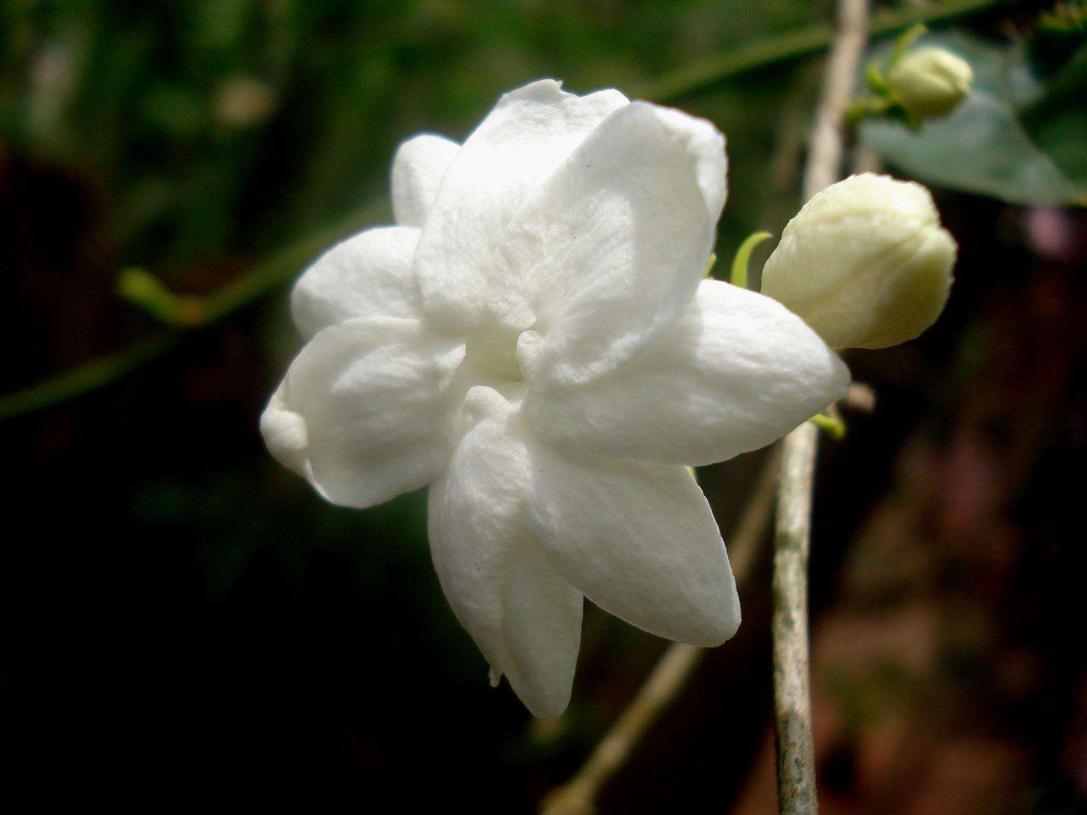 Image of Arabian jasmine