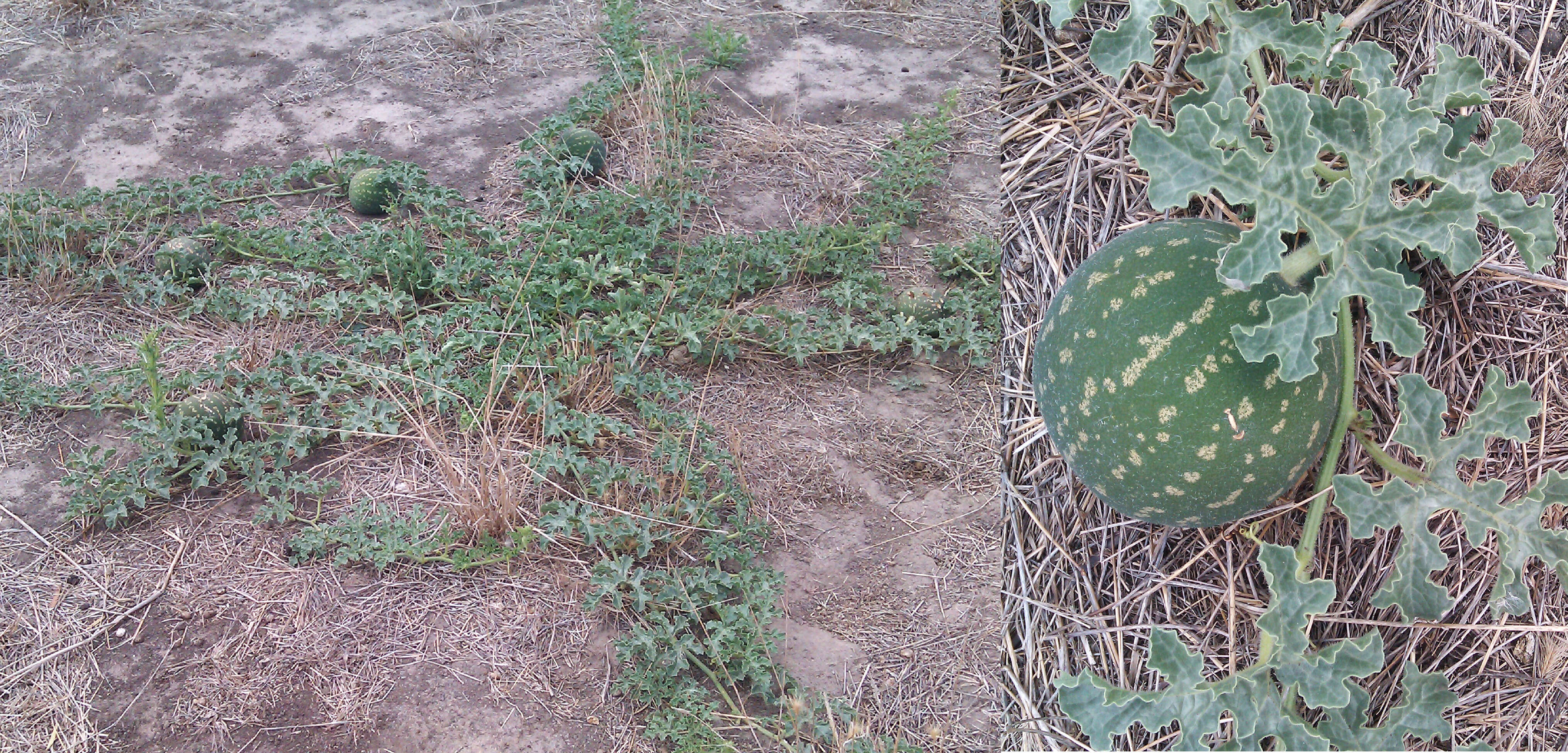 Image of Desert Vines