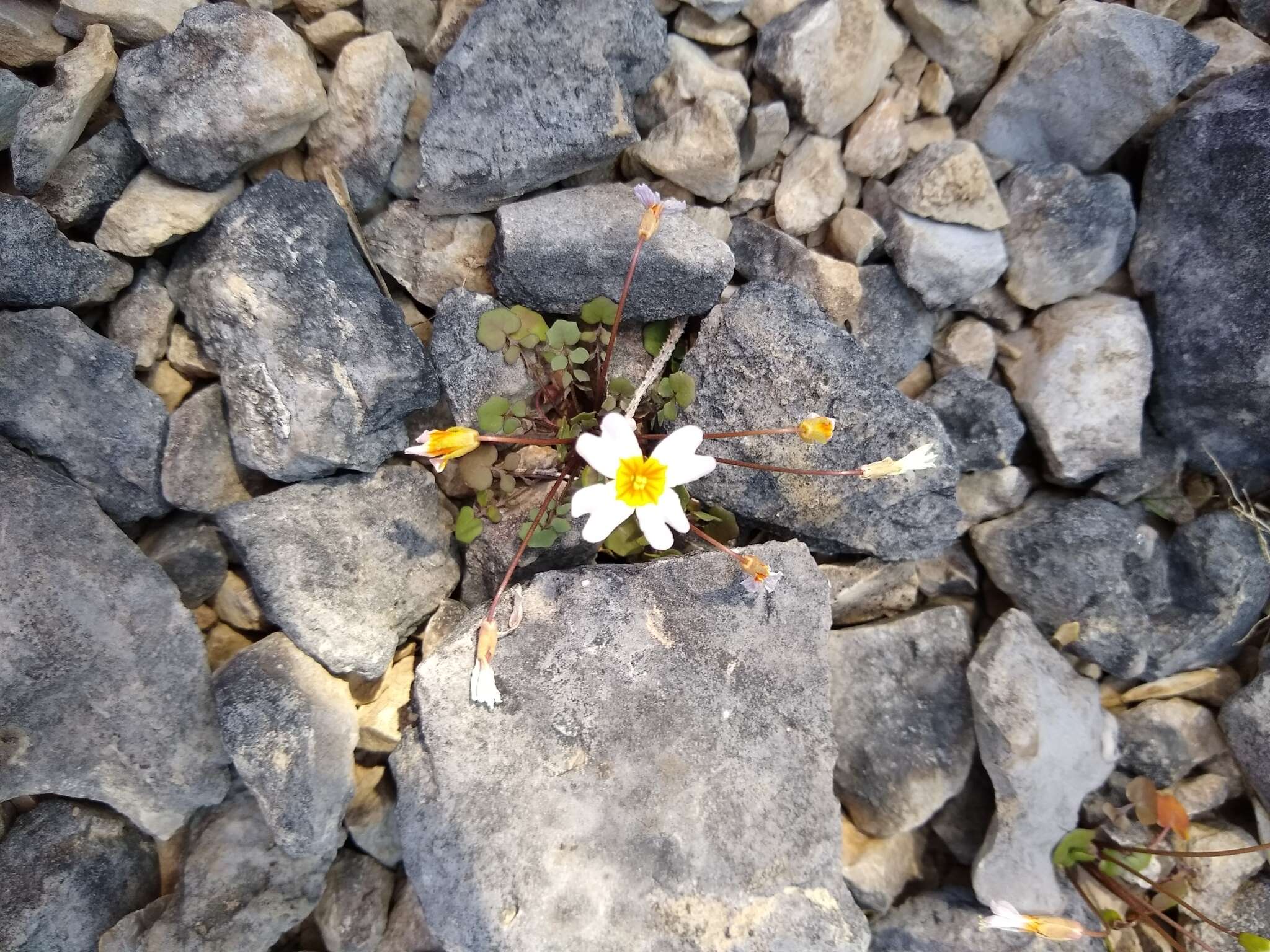 Imagem de Leavenworthia stylosa A. Gray