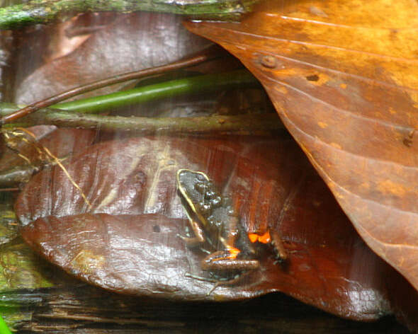Image of Spot-legged Poison Frog