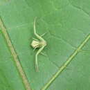 Image of Banded Crab Spider