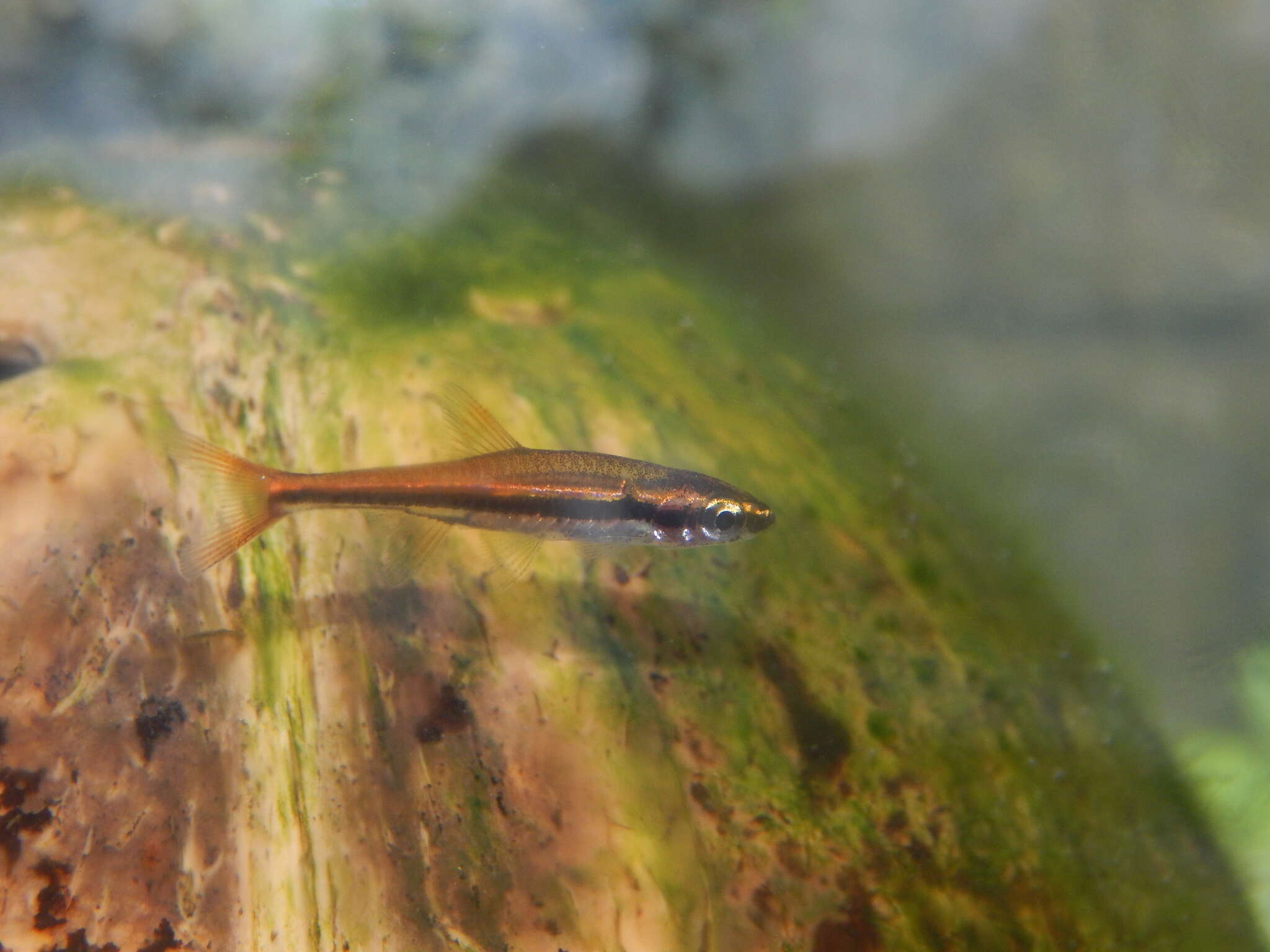 Image of Blackstripe rasbora