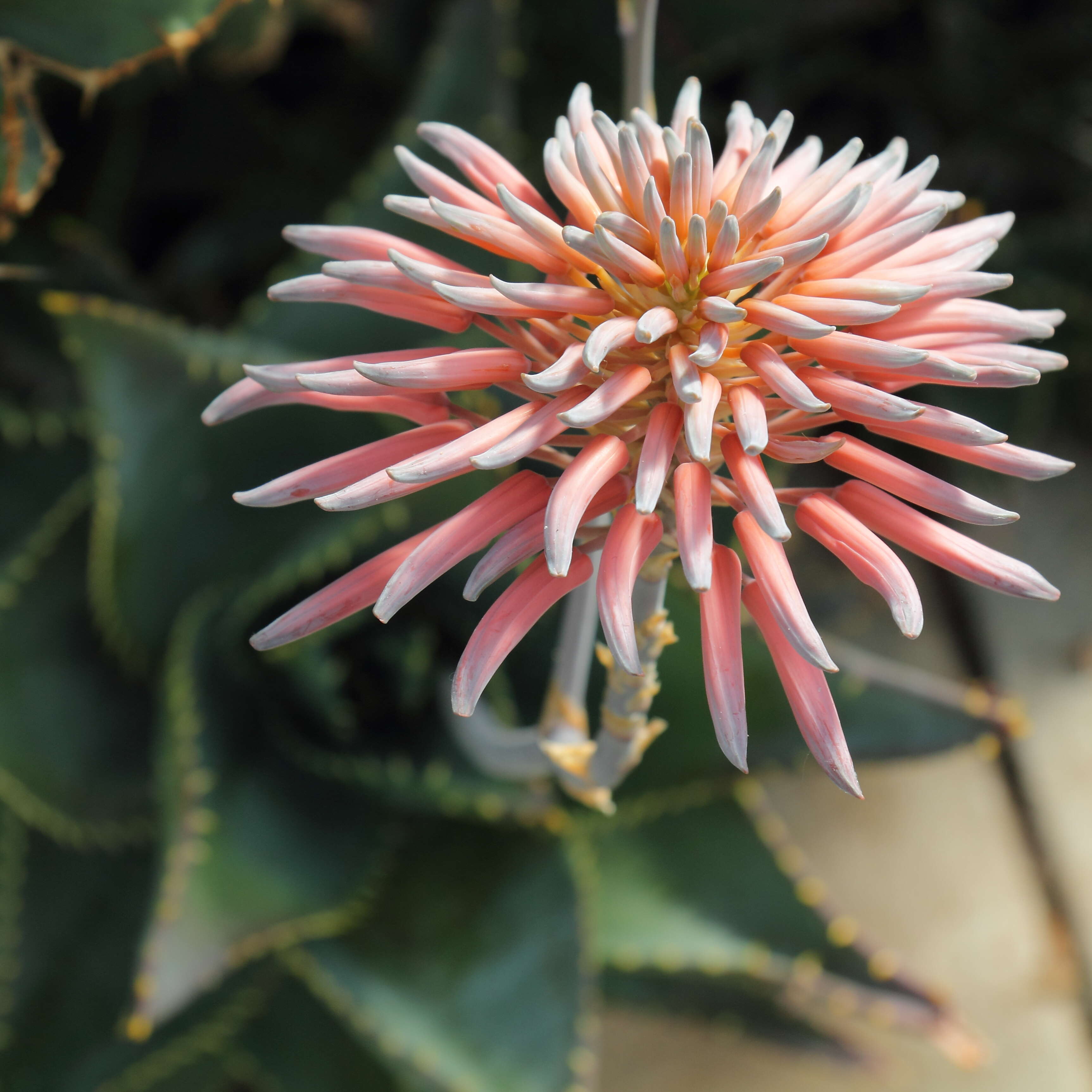 Image of Aloe perfoliata L.