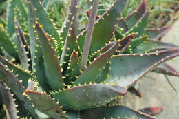 Слика од Aloe perfoliata L.