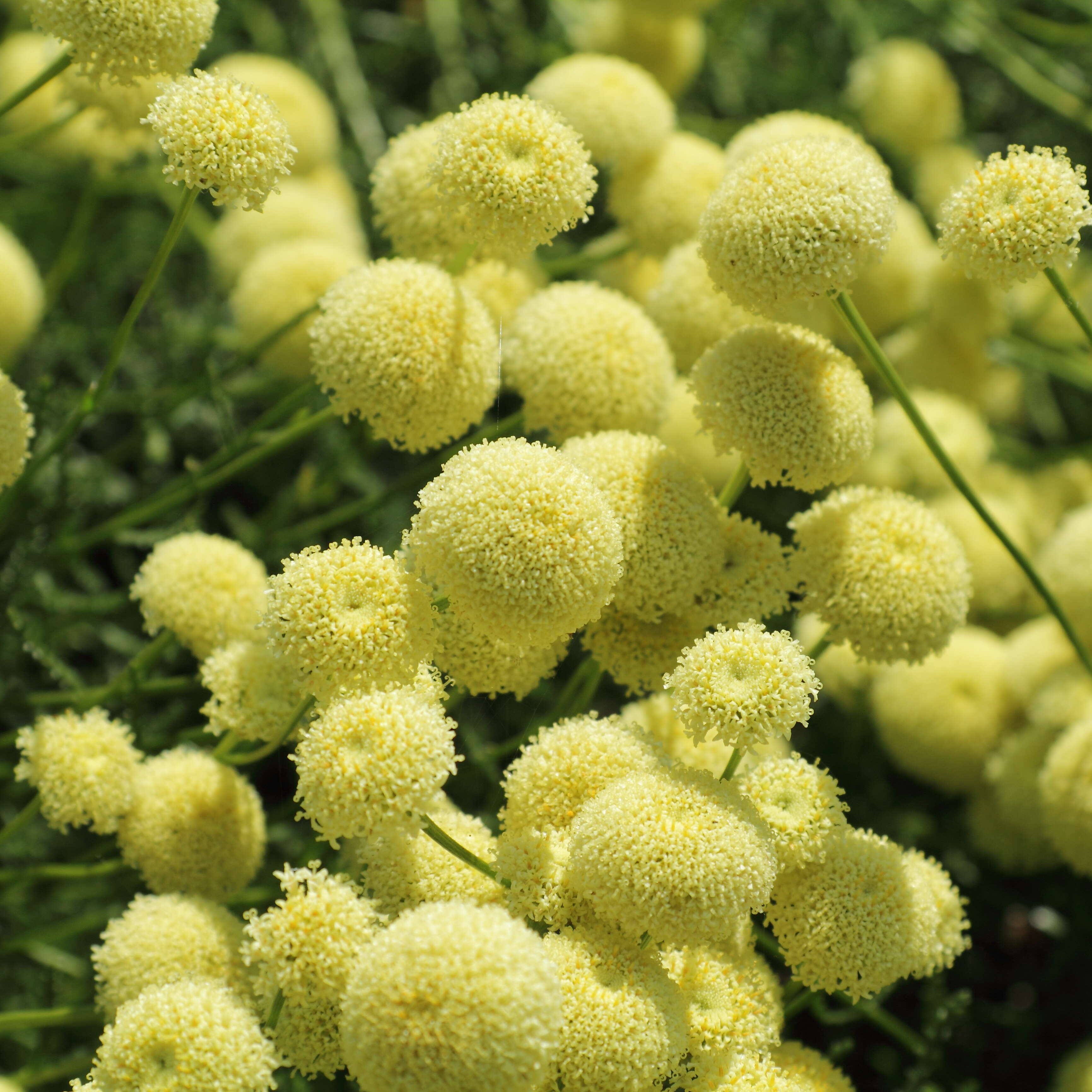 Image of lavender cotton