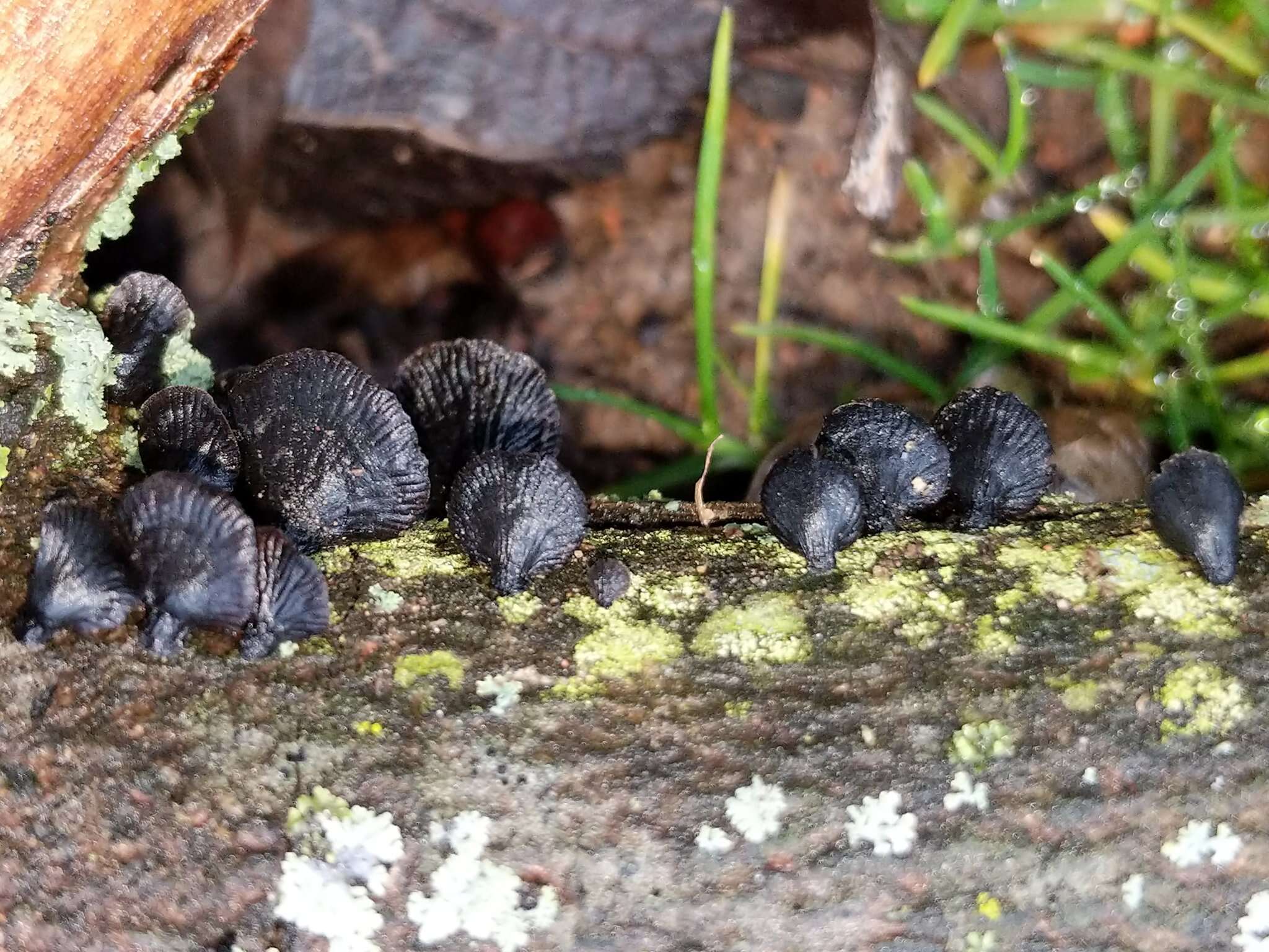 Image de Resupinatus alboniger (Pat.) Singer 1978