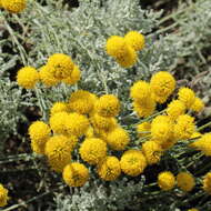 Image of lavender cotton