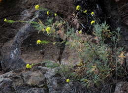 Image of Descurainia millefolia (Jacq.) Webb & Berthel.