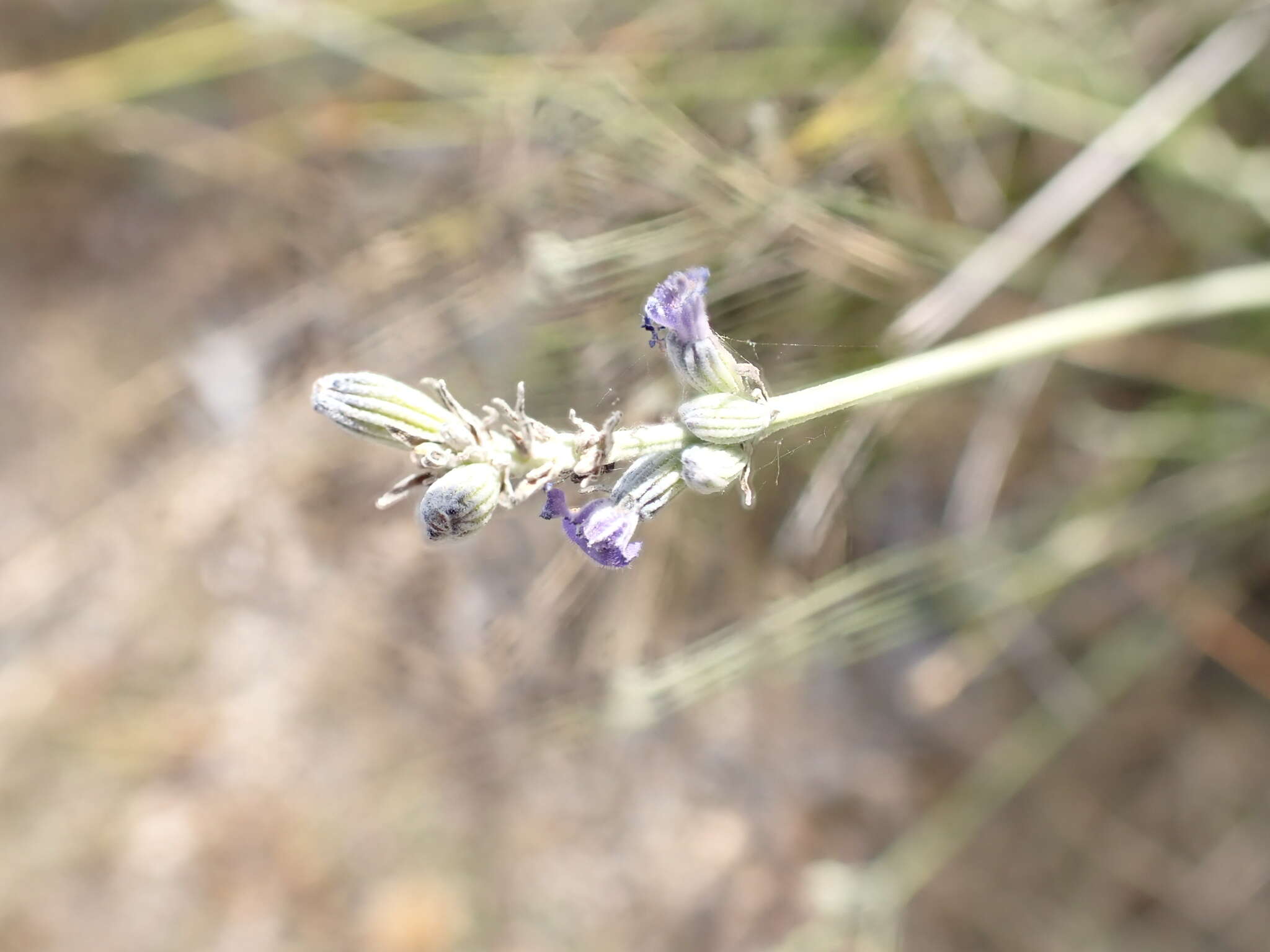 Image of Spike Lavendar