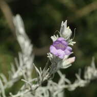 Eremophila nivea R. J. Chinnock resmi