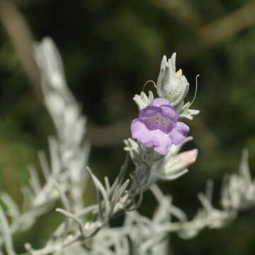 Image of Eremophila nivea R. J. Chinnock