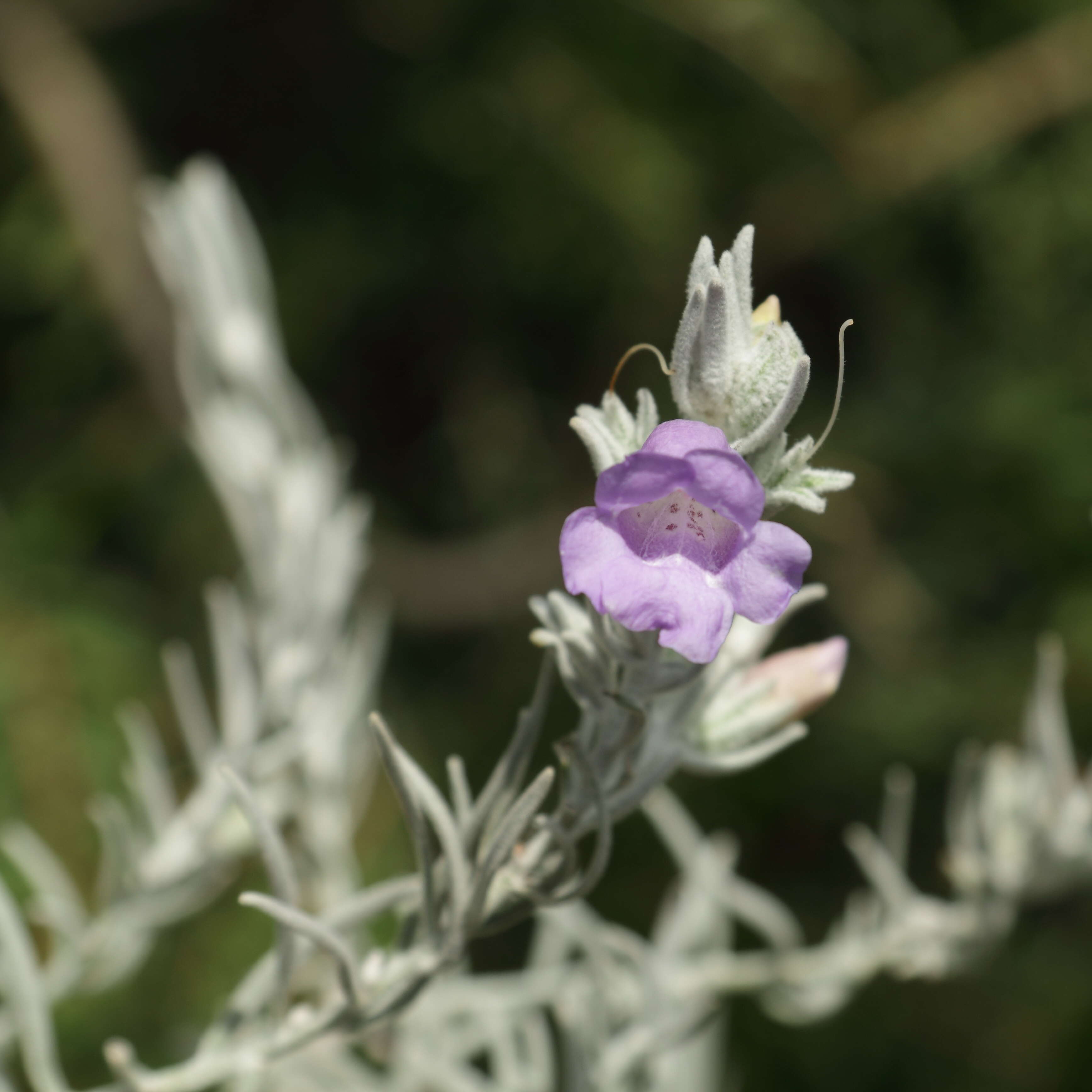 Imagem de Eremophila nivea R. J. Chinnock