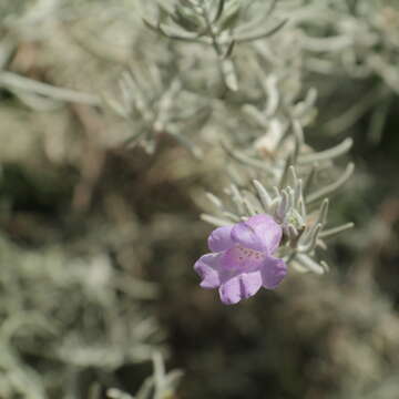 Image of Eremophila nivea R. J. Chinnock