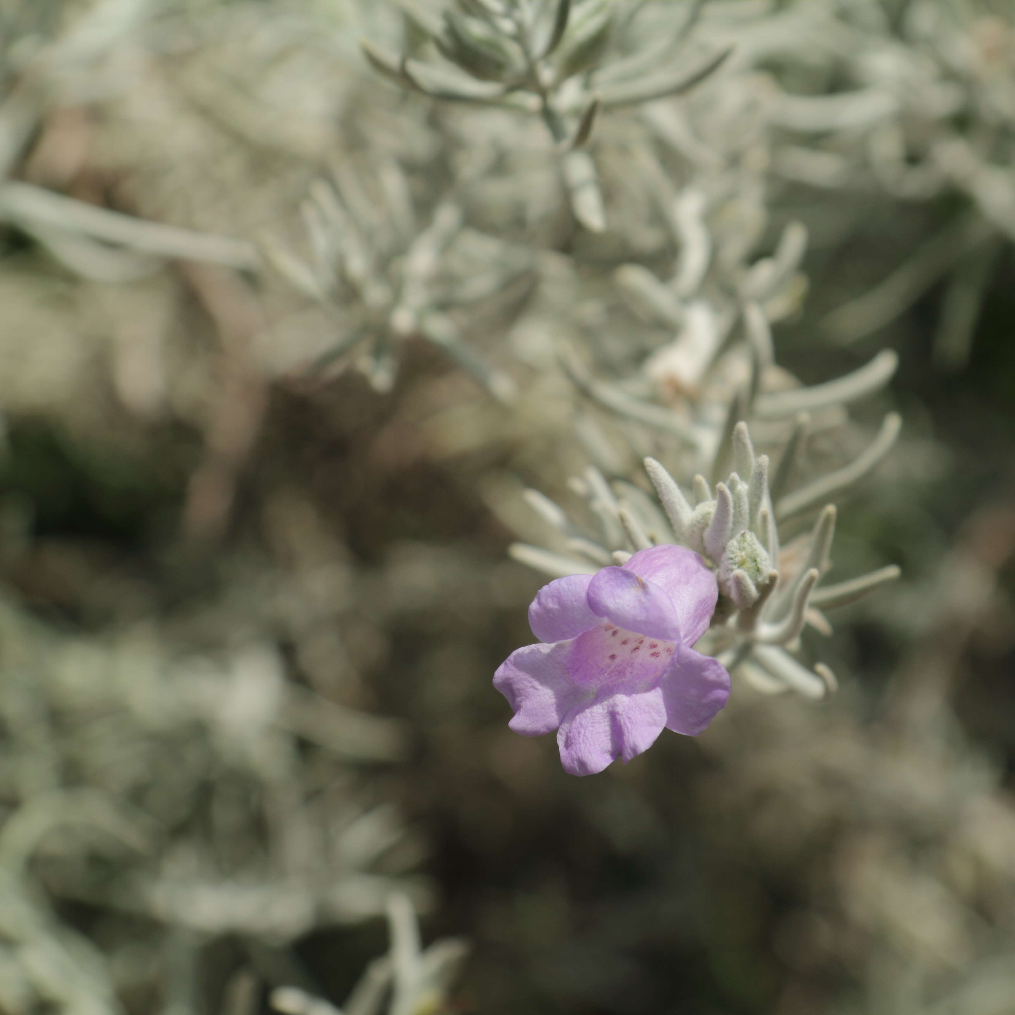 Imagem de Eremophila nivea R. J. Chinnock