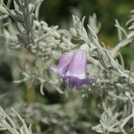 Eremophila nivea R. J. Chinnock resmi