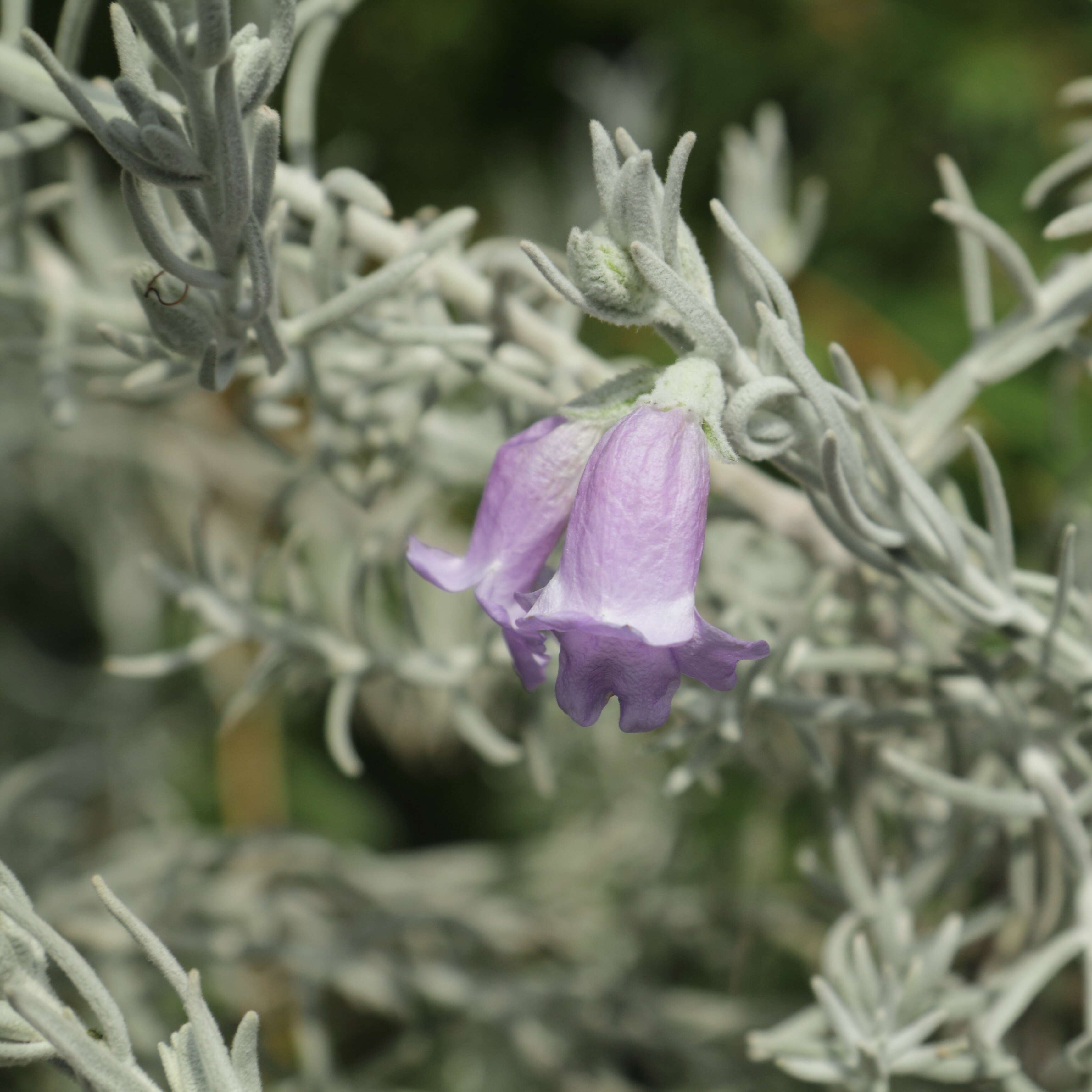 Imagem de Eremophila nivea R. J. Chinnock