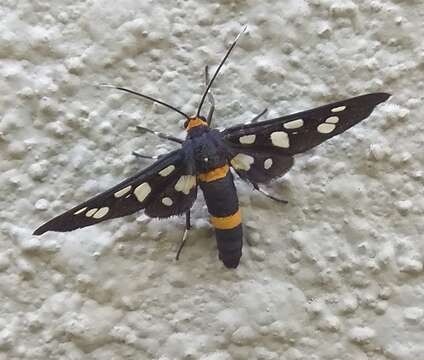 Image of Seven-spotted Handmaiden Moth