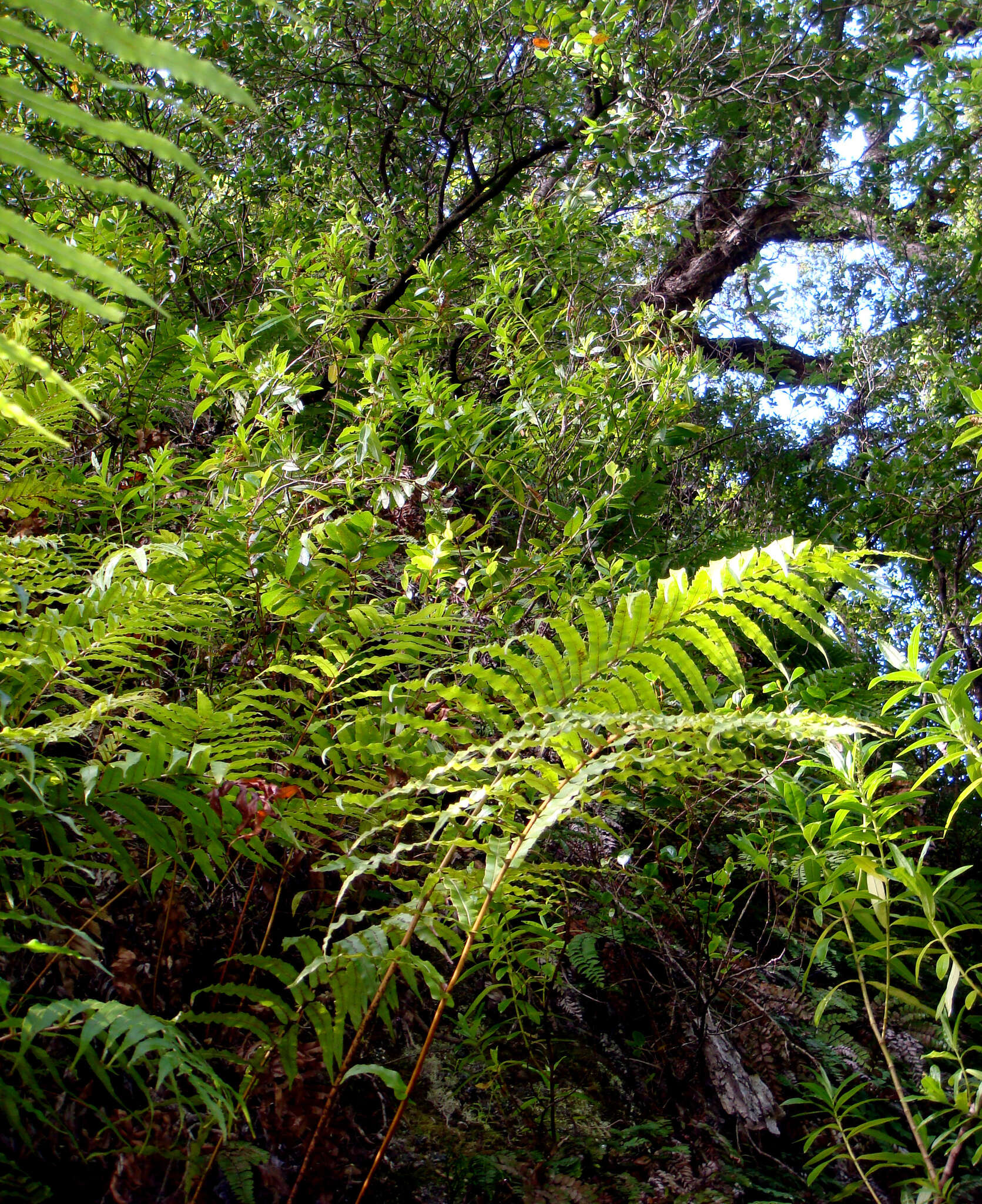 Image of Veronica breviracemosa R. B. Oliv.