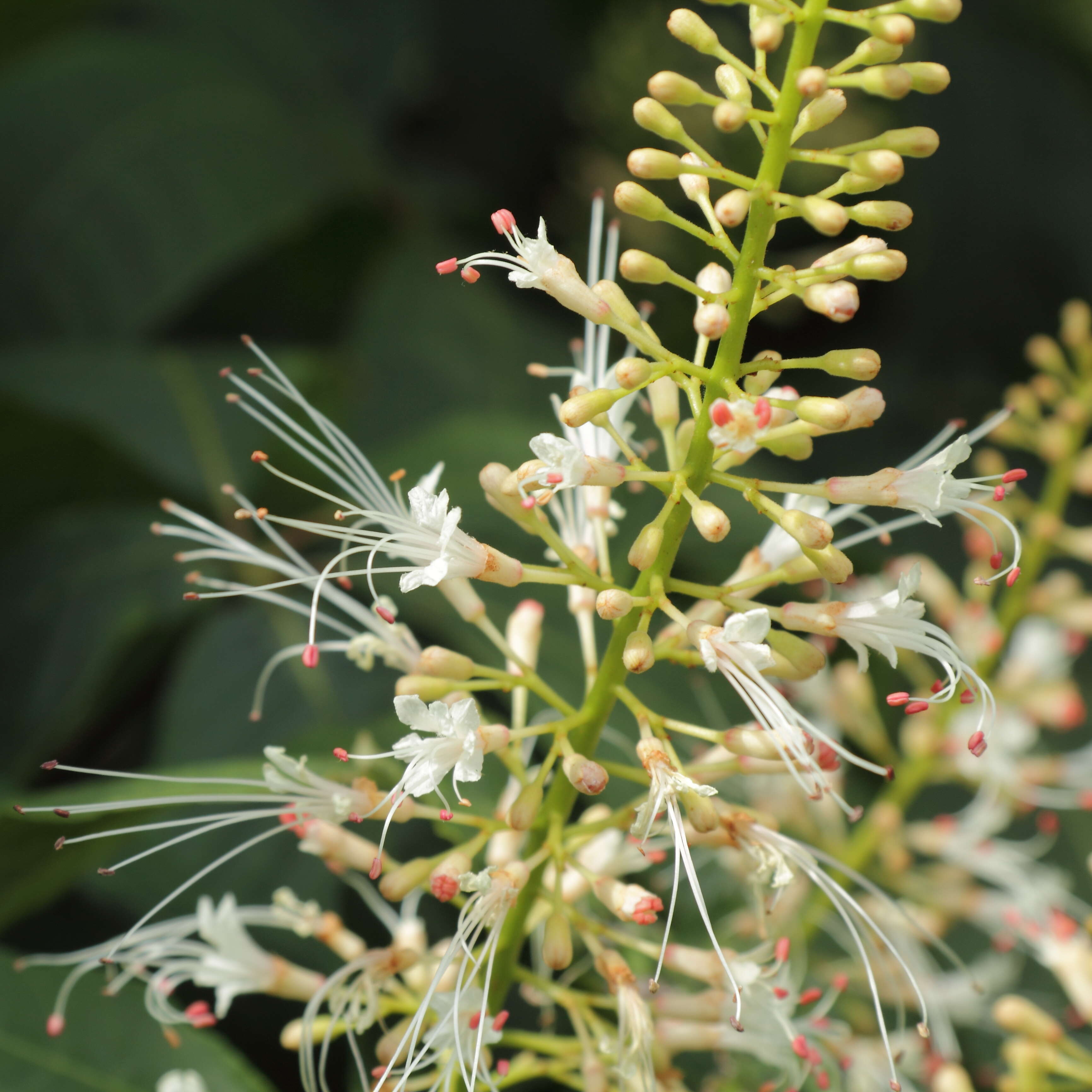 Image of bottlebrush buckeye