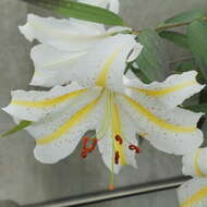 Lilium auratum Lindl. resmi