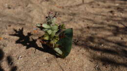 Image of Lachenalia marginata subsp. marginata