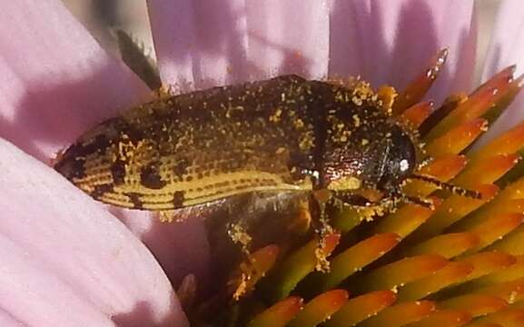 Imagem de Acmaeodera mixta Le Conte 1860