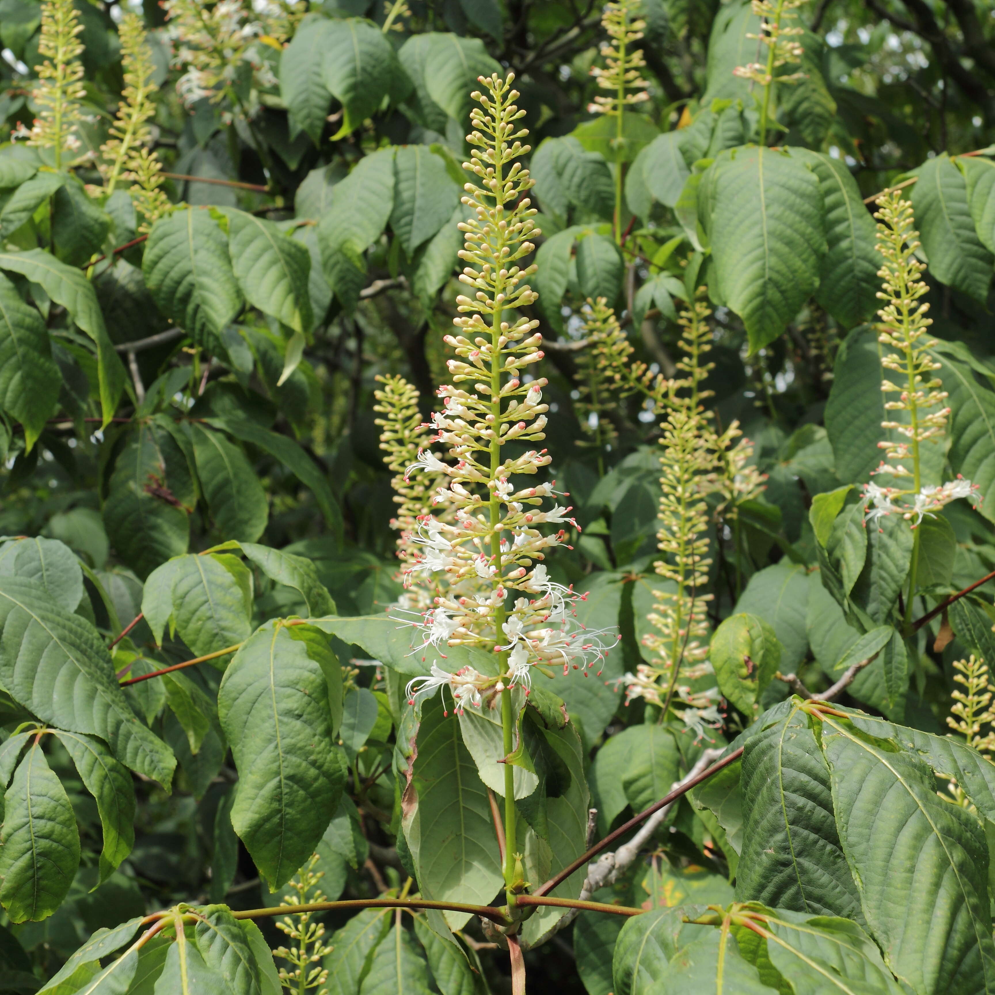 Imagem de Aesculus parviflora Walt.