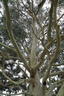 Image of White gum