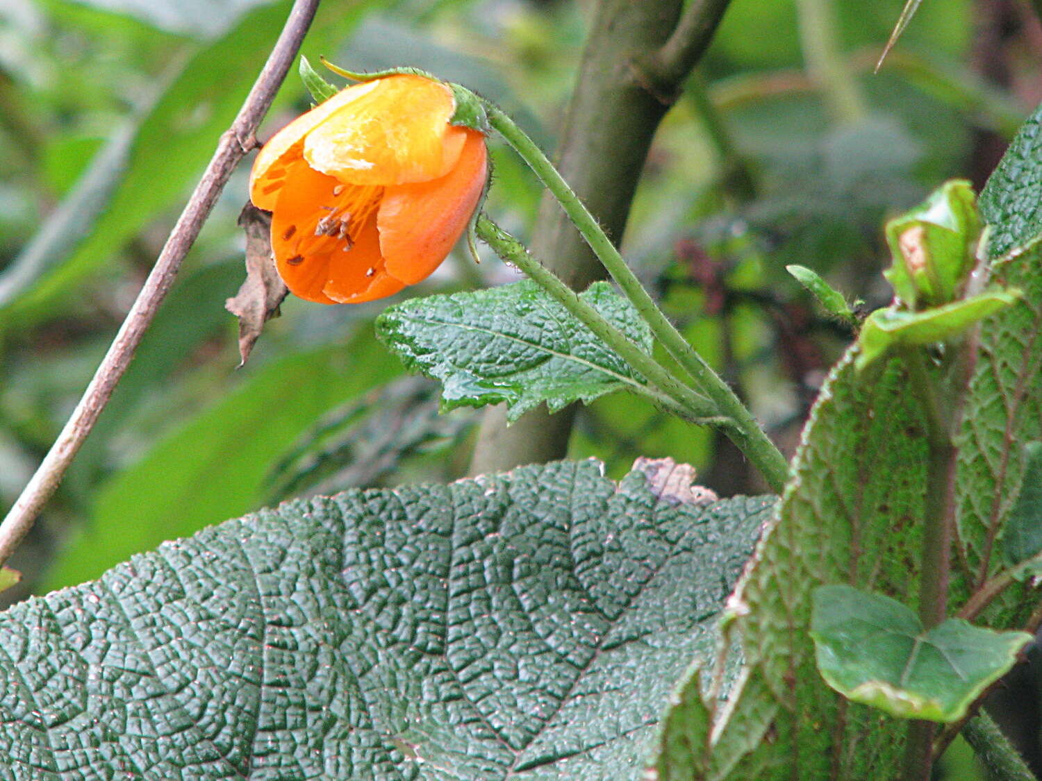 Nasa grandiflora (Lam.) Weigend resmi