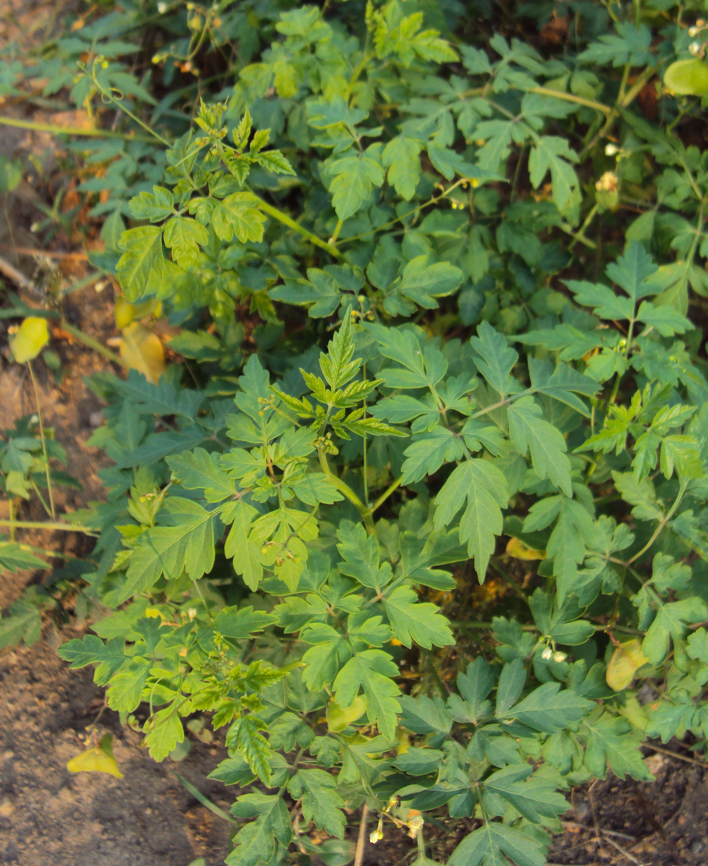 Image of balloon vine