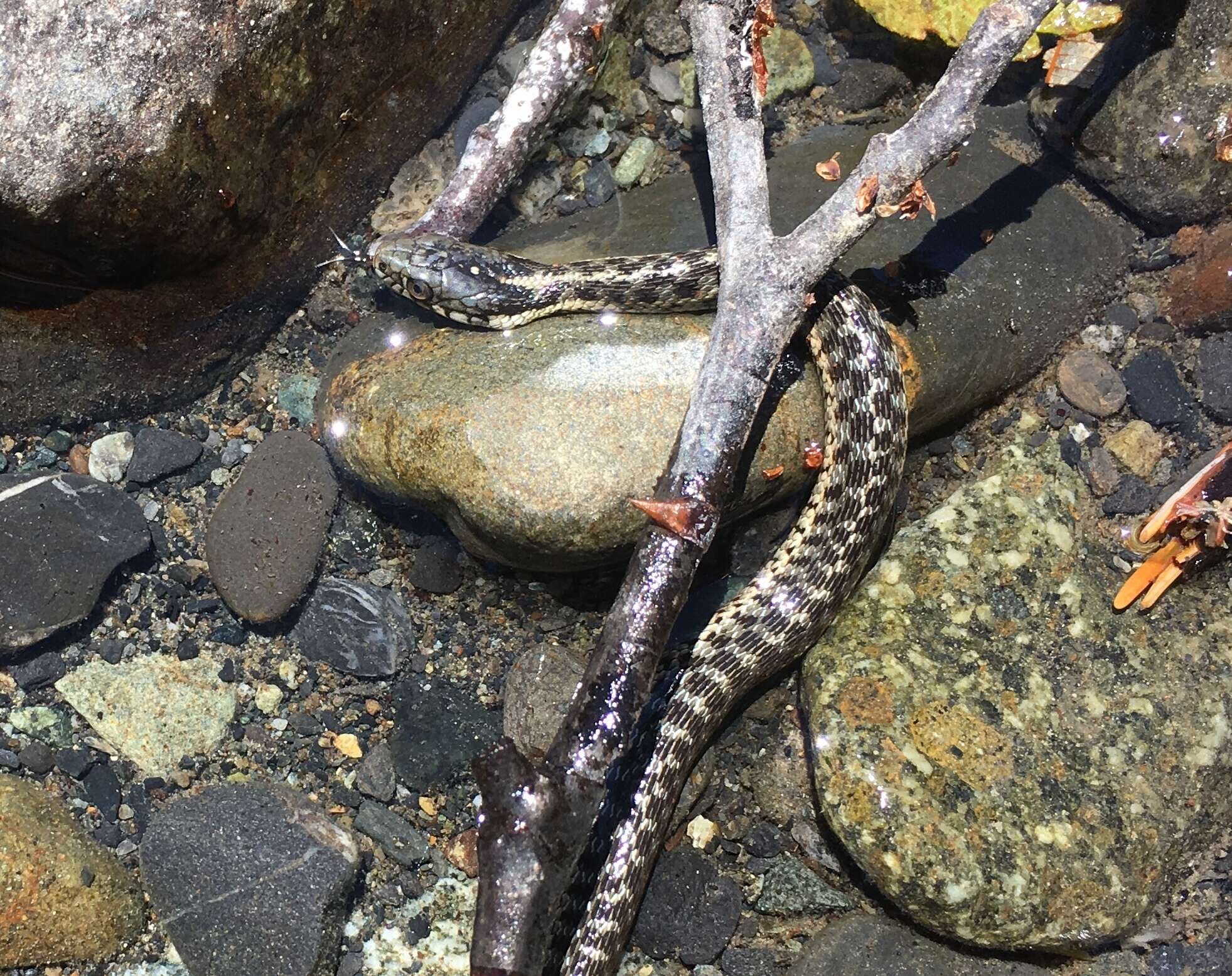 Image of Thamnophis atratus hydrophilus Fitch 1936