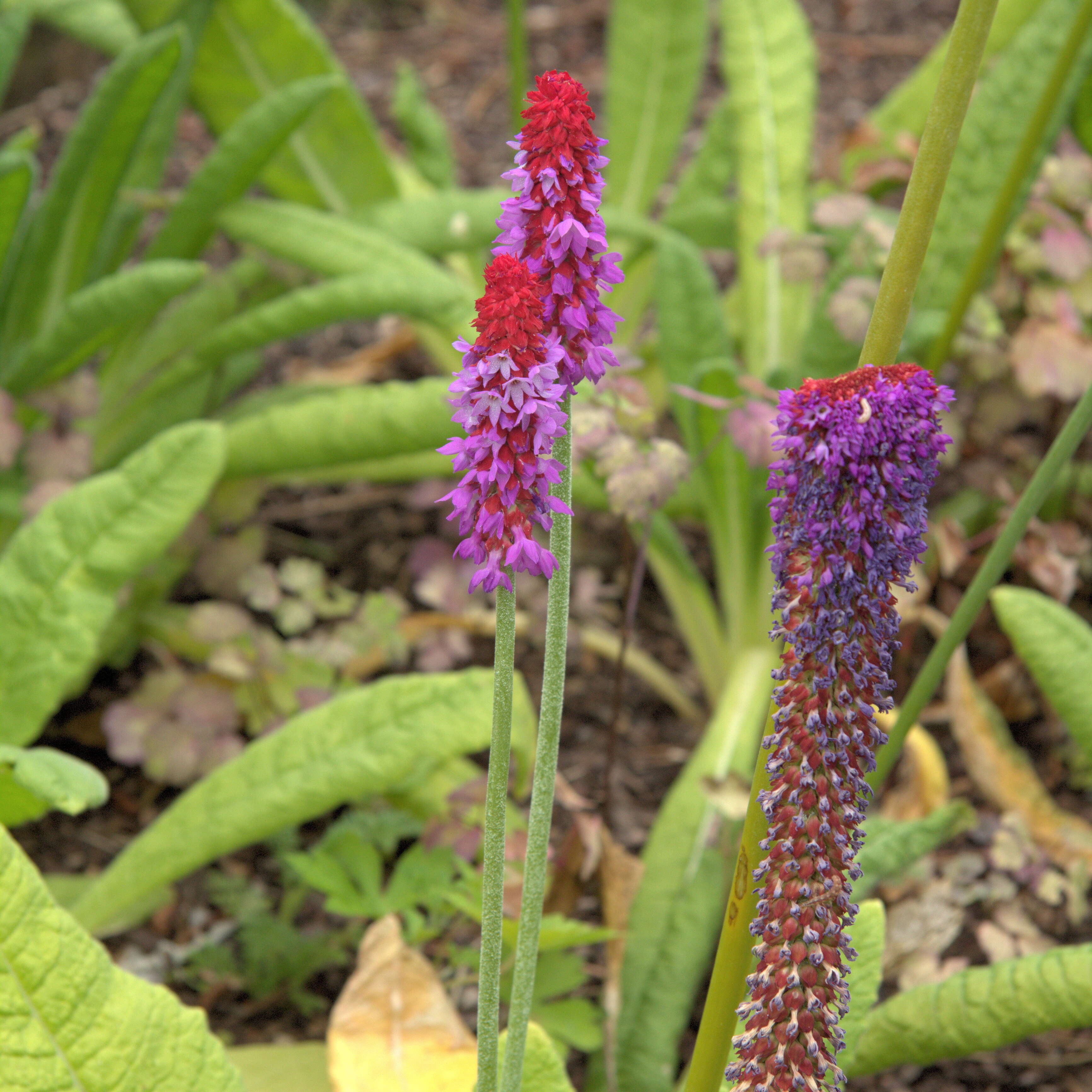 Image of Primula vialii Delavay ex Franch.