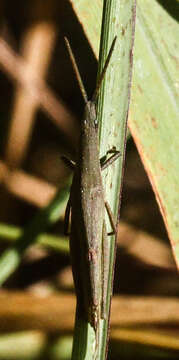 Imagem de Atractomorpha acutipennis (Guérin-Méneville 1844)