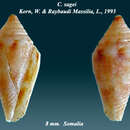 Image of Lilliconus sagei (Korn & G. Raybaudi Massilia 1993)
