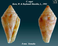 Image de Lilliconus sagei (Korn & G. Raybaudi Massilia 1993)