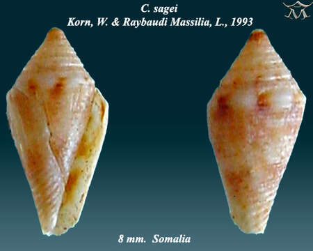 Image of Lilliconus sagei (Korn & G. Raybaudi Massilia 1993)