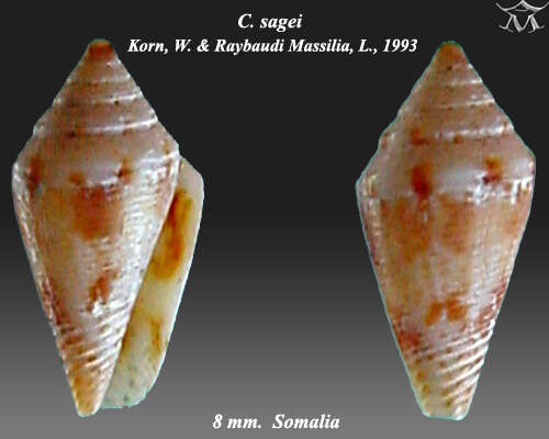 Image de Lilliconus G. Raybaudi Massilia 1994