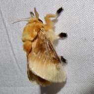 Image of Southern Flannel Moth