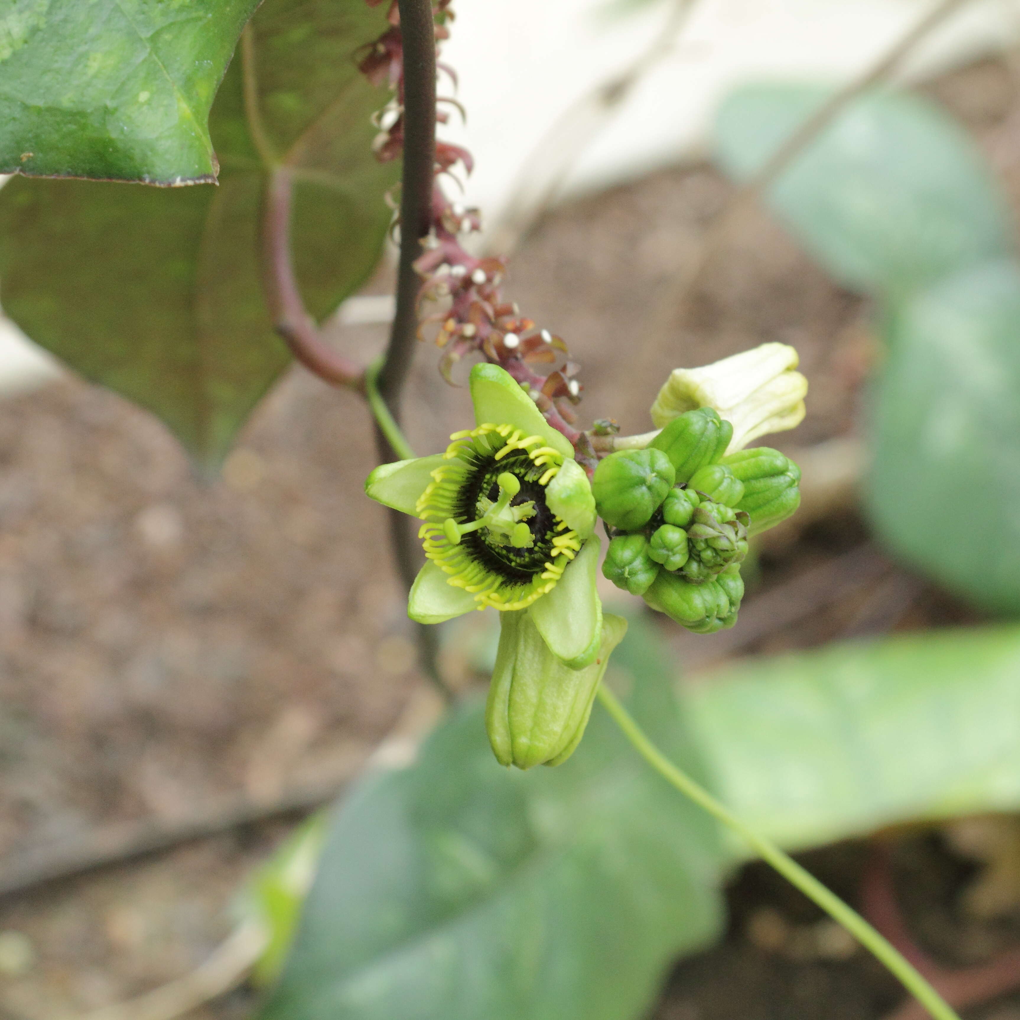 Image of Passiflora coriacea Juss.