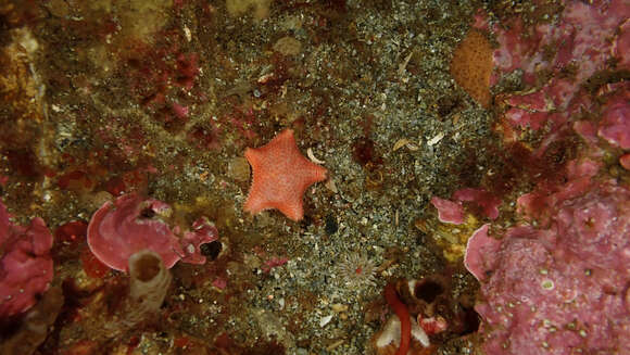 Image of Asterina fimbriata Perrier 1875