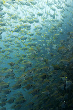 Sivun Pempheris compressa (White 1790) kuva