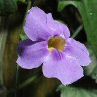 Image of laurel clockvine