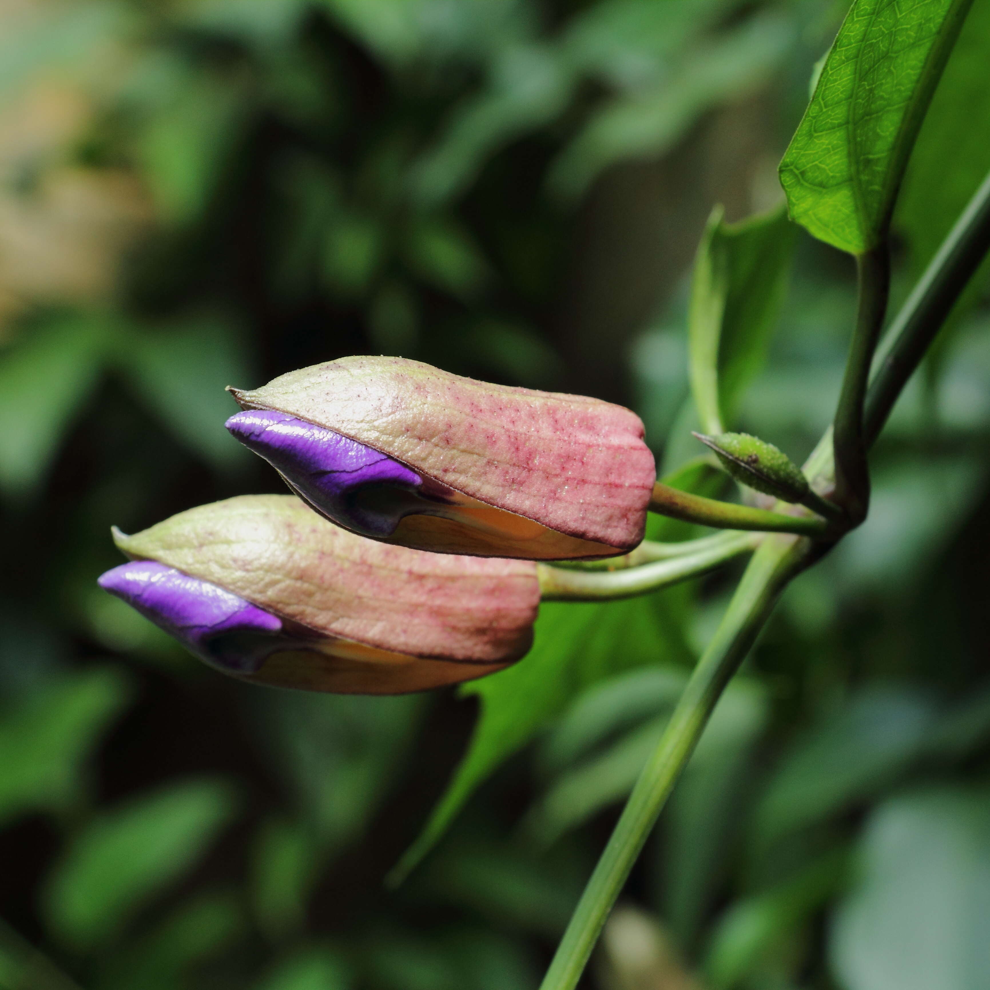 Image of laurel clockvine