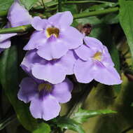 Image of laurel clockvine