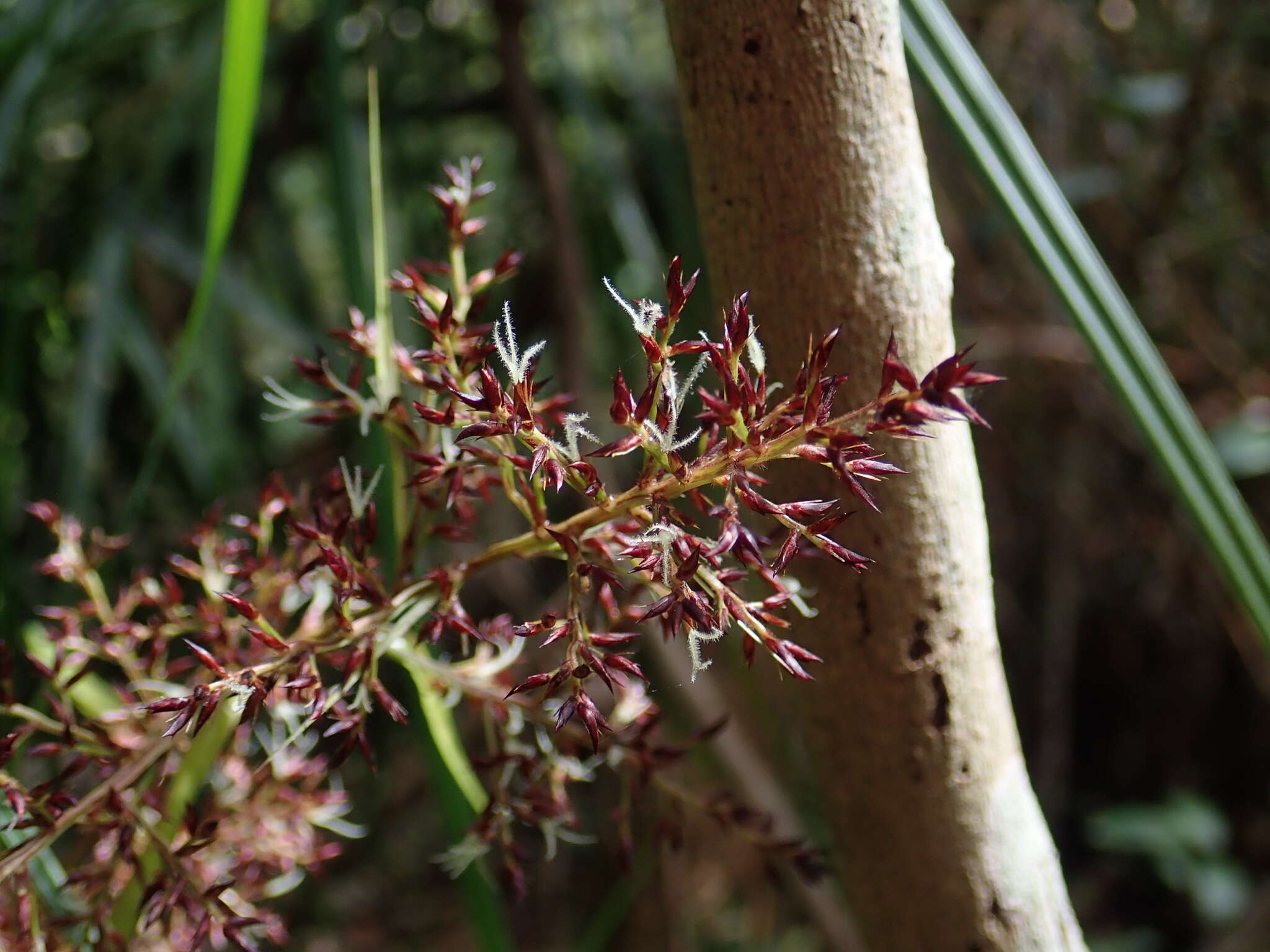 Scleria harlandii Hance的圖片