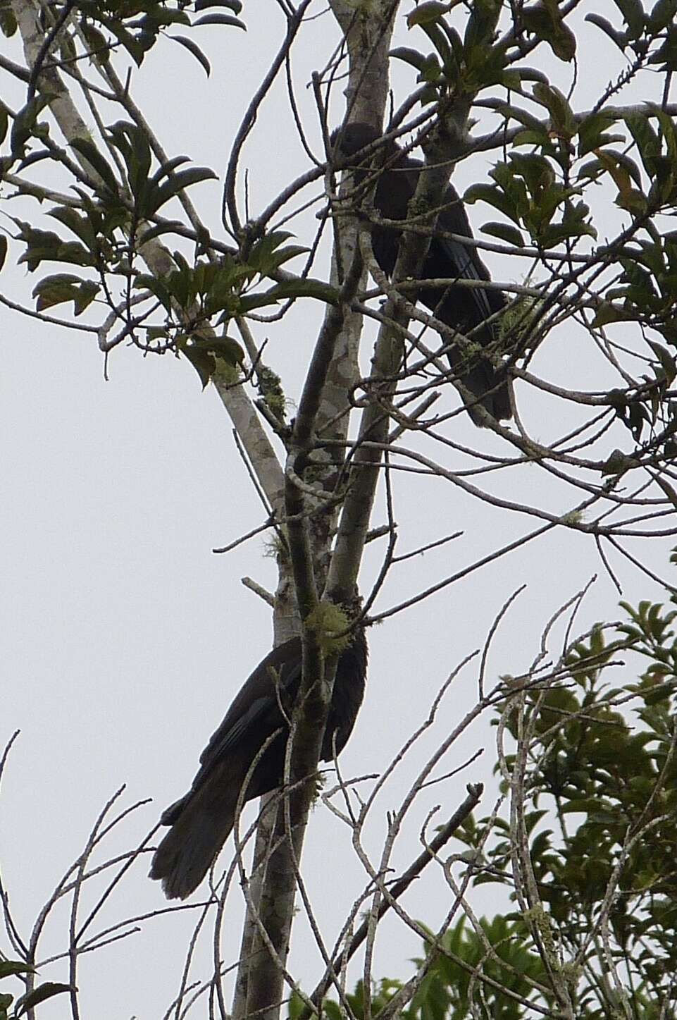 Image de Perroquet noir