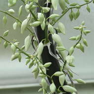 Image of hesperoyucca