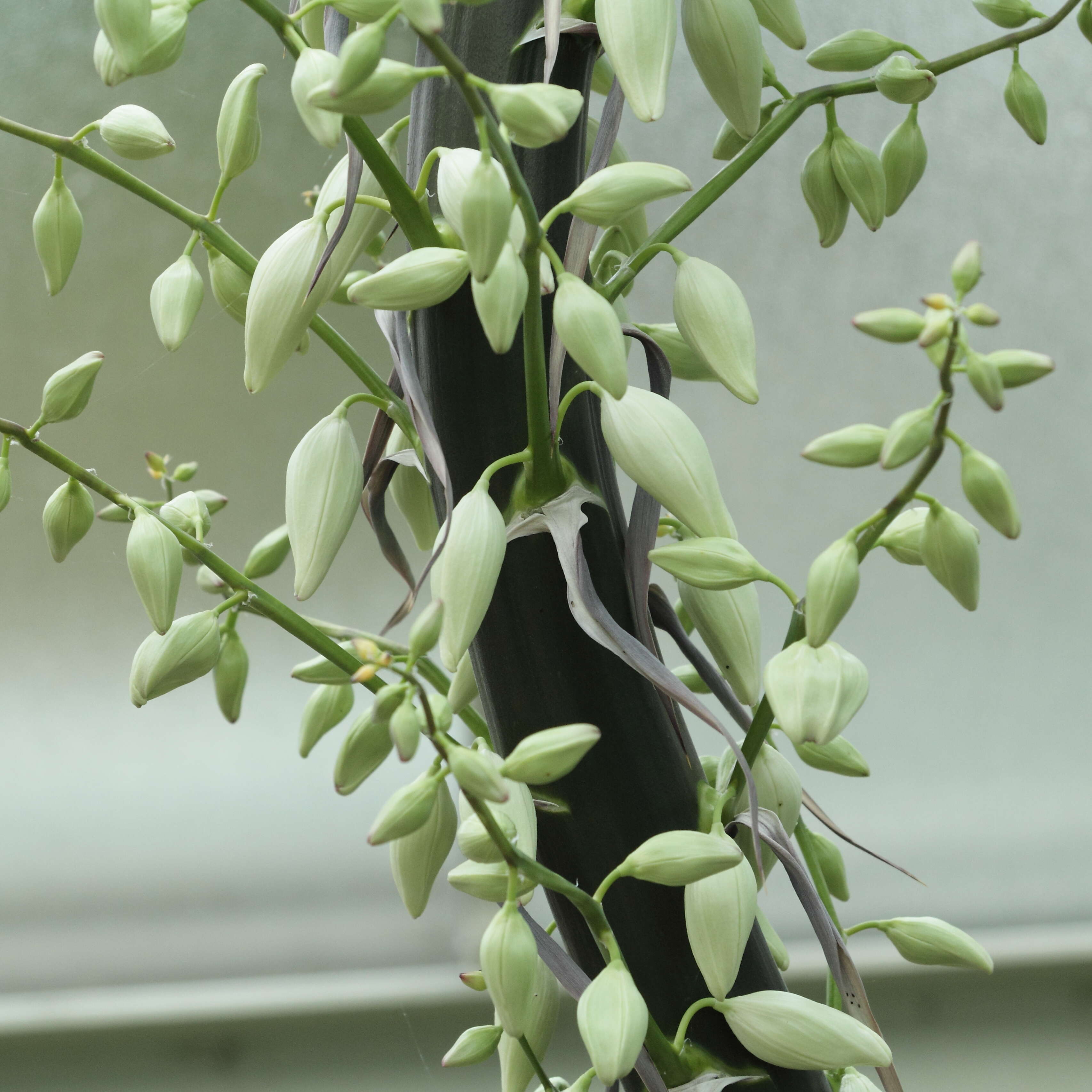 Image of hesperoyucca