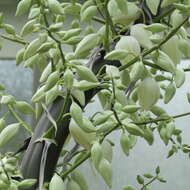 Image of hesperoyucca