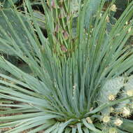 Image of hesperoyucca